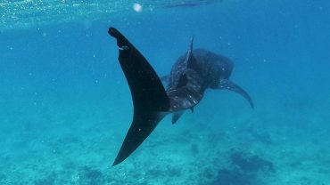 Whale Shark Safari
