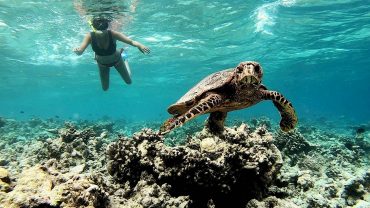 Turtle Snorkeling