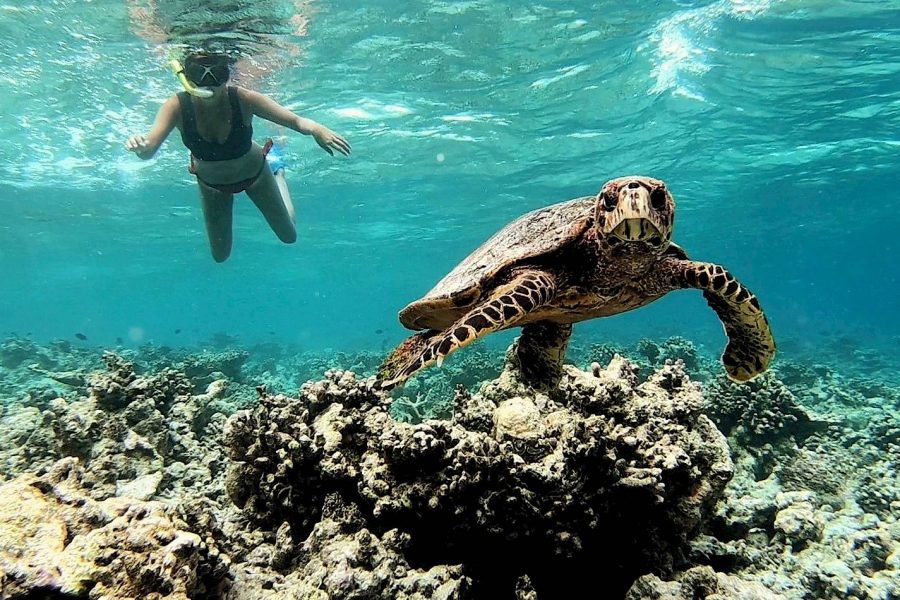 Turtle Snorkeling