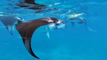 Manta Ray Snorkeling