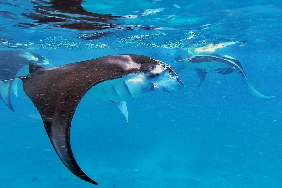 Manta Ray Snorkeling